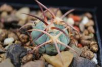 Echinocactus horizonthalonius VZD 920